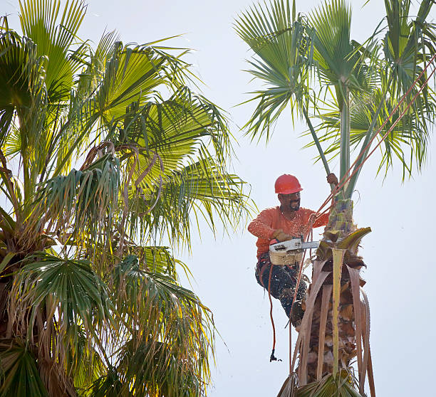 Tree Branch Trimming in Indian River Estates, FL